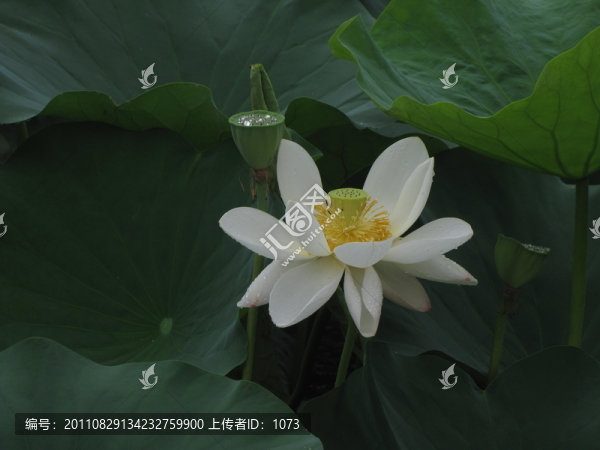 荷花,荷葉,蓮蓬,荷塘,白蓮花