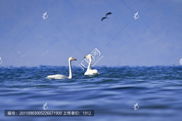 天鵝