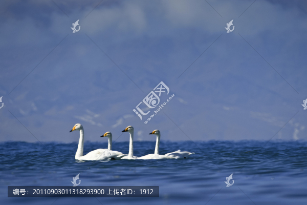 天鵝