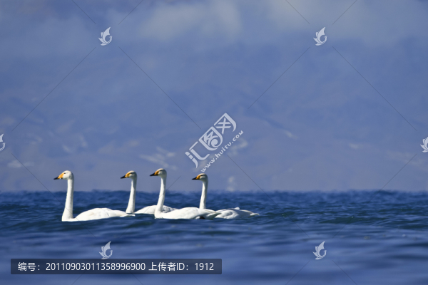 天鵝