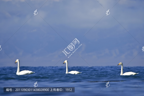 天鵝