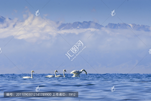天鵝