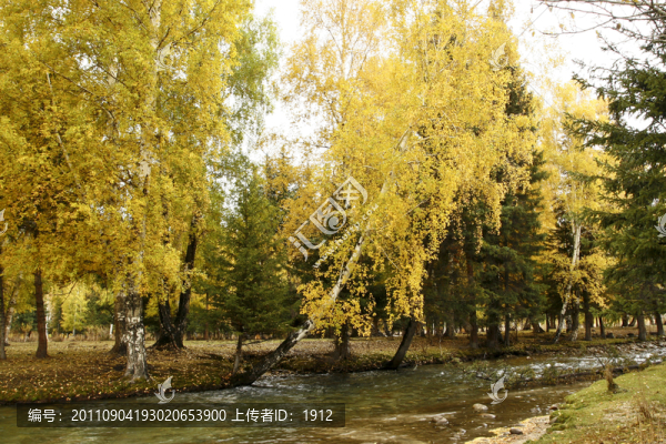 白樺林