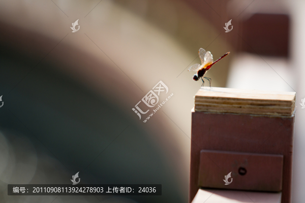蜻蜓