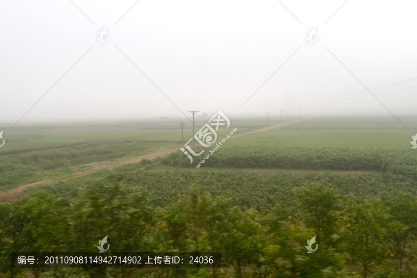 霧中麥田