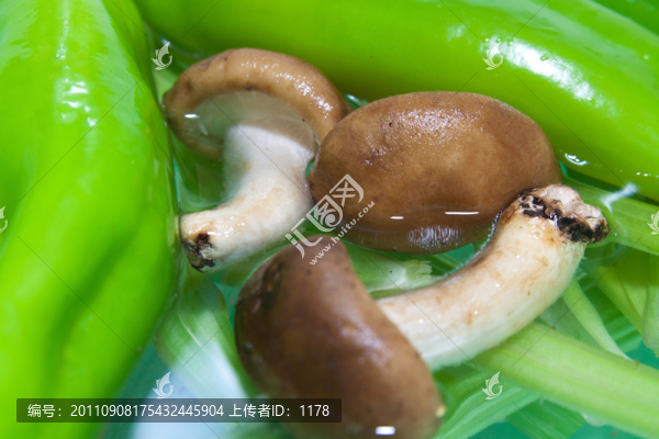 新鮮香菇