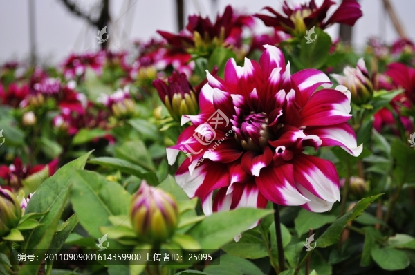 菊花
