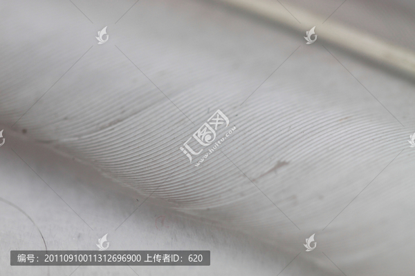 羽毛特寫(xiě)