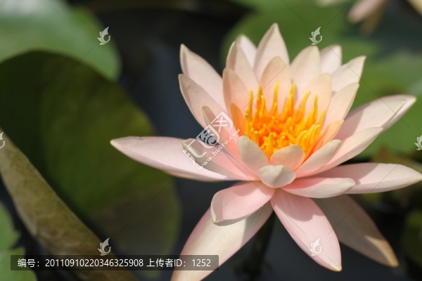 睡蓮
