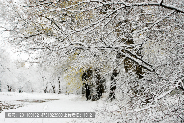 雪景
