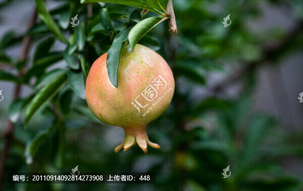 石榴