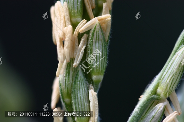 玉米花