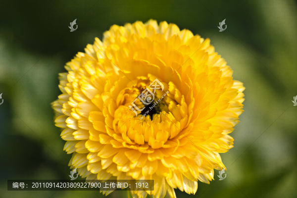 秋菊
