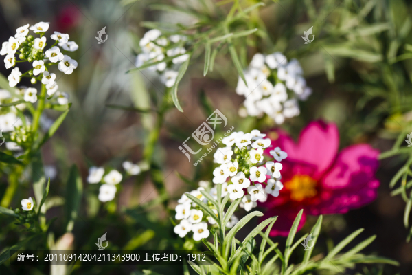 花草