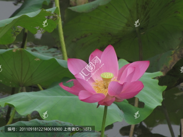 荷花