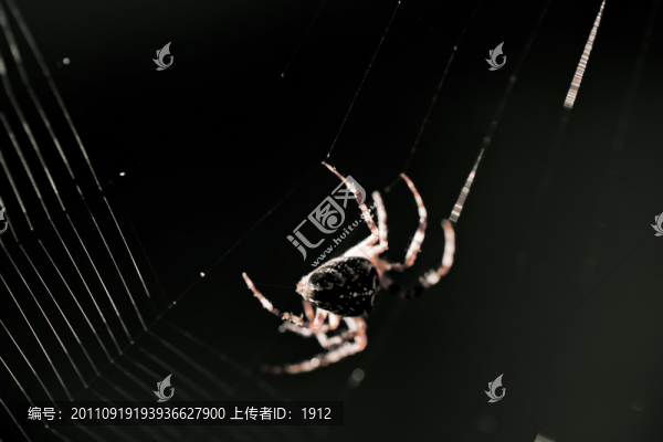蜘蛛