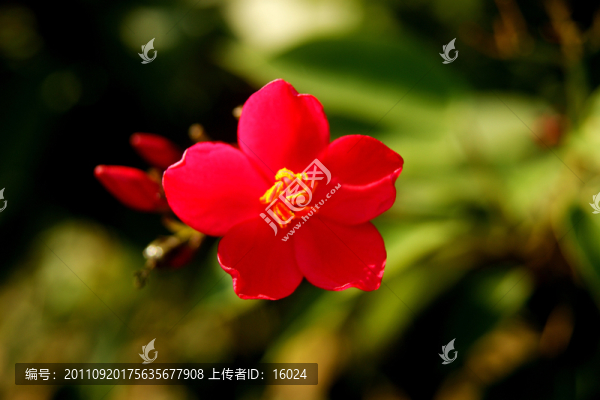 爭艷