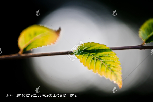秋天