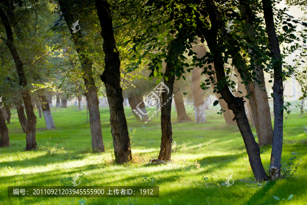 小樹林