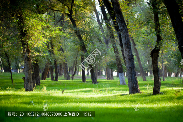 草坪,樹林
