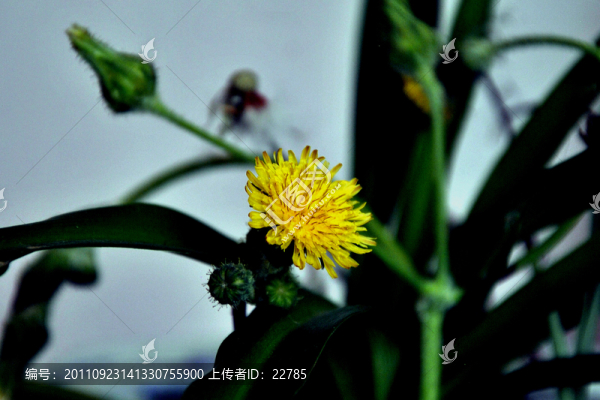 花花世界