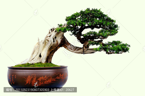 盆景