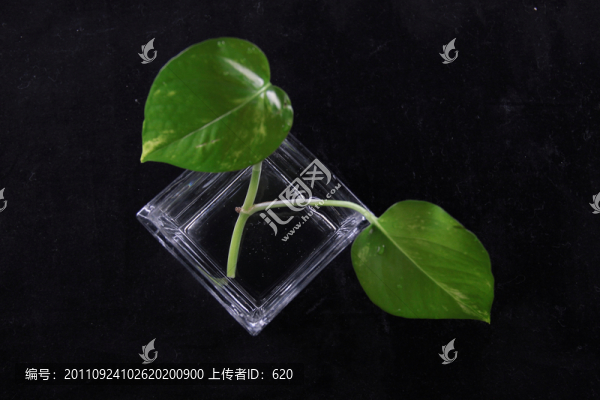 植物