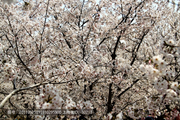 櫻花