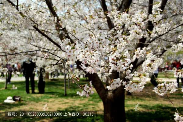 櫻花