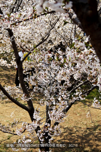 櫻花