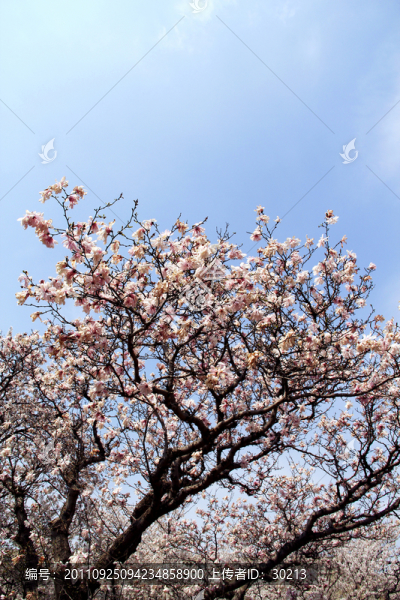 櫻花