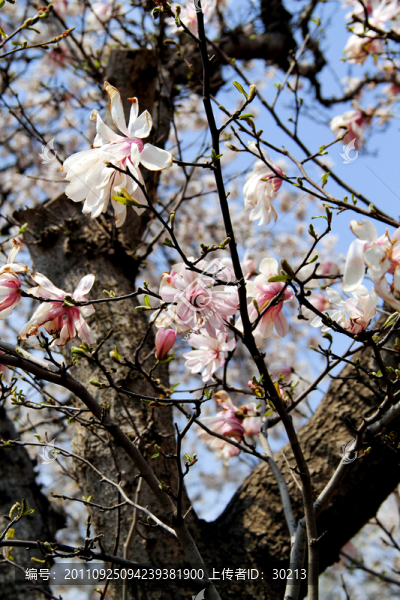 櫻花