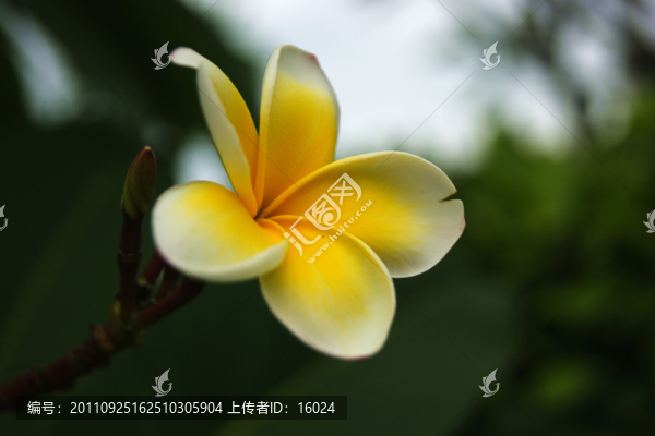 雞蛋花