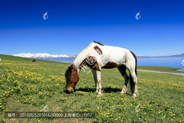 馬