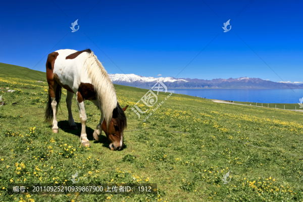 草原上的馬