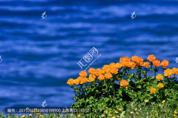 湖邊的野花