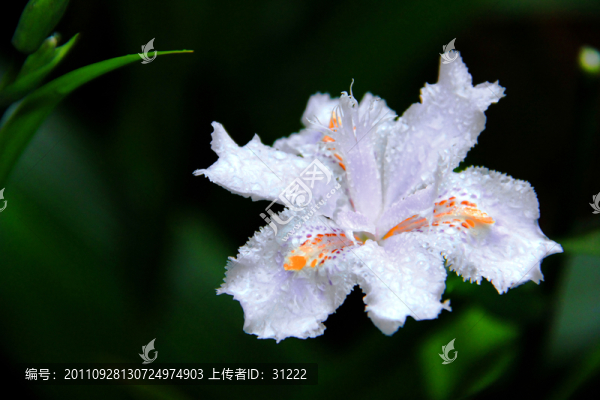 鳶尾