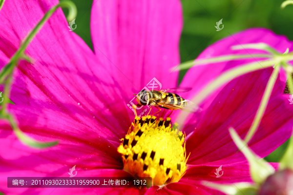 蜜蜂