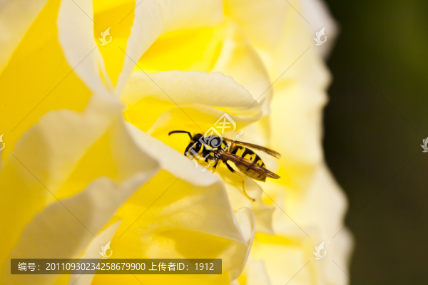 蜜蜂