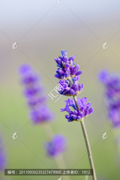薰衣草