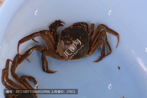 螃蟹,河蟹