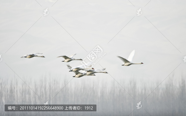 天鵝