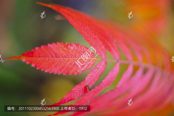 紅葉