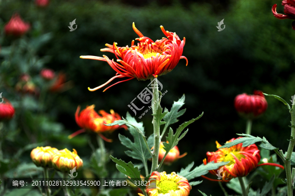 菊花