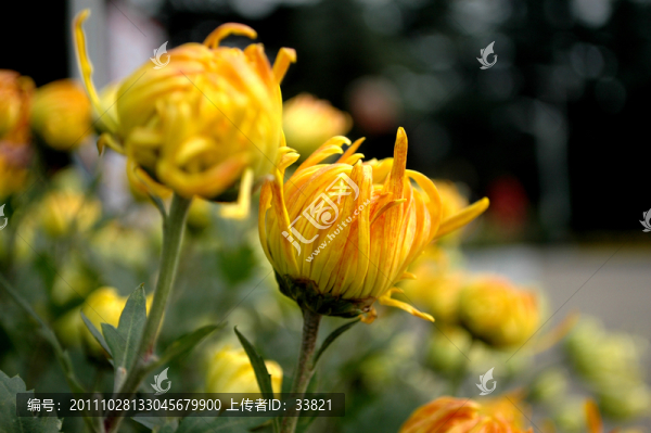 菊花