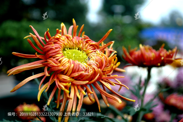 菊花