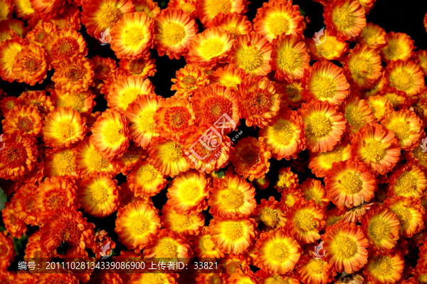 菊花