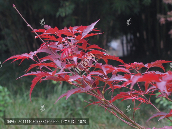 紅楓葉