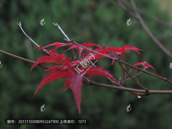 紅楓葉