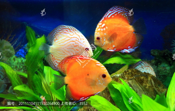 金魚